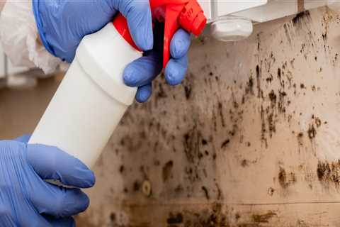 How Much Does a Mold Inspection Cost in Chicago?