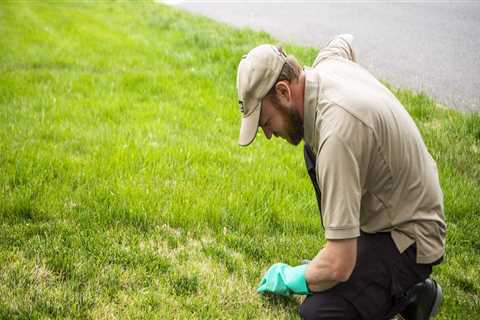 What Should Homeowners Consider When Choosing A Lawn Service Company In Dulles, VA That Specializes ..