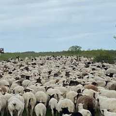 SHEEP MOVE!  SEEDING PERENNIAL PASTURE!! 🌾🐑🐐👍🏻