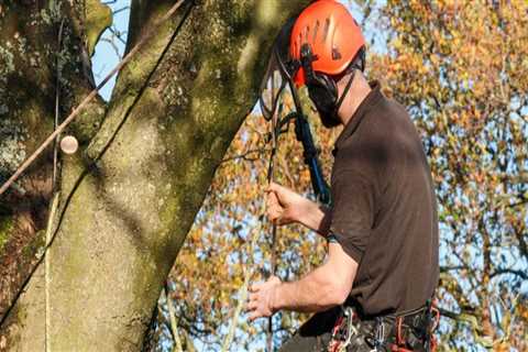 Is an arborist the same as a tree cutter?