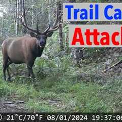 Trail Camera Attacked - Cougar, Elk, Bear