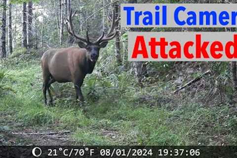 Trail Camera Attacked - Cougar, Elk, Bear