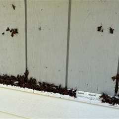 How to Protect Your Siding from Pest and Insect Damage