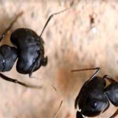 Protecting Green Homes, One Pest At A Time: Eco-Friendly Pest Control That Works In Beaver Falls