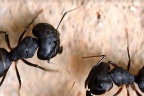 Protecting Green Homes, One Pest At A Time: Eco-Friendly Pest Control That Works In Beaver Falls
