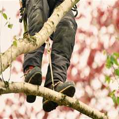 Selling The View: Why Damascus Tree Care Matters For Real Estate Photography