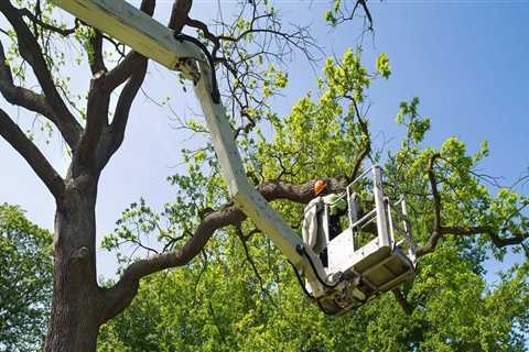 More Than Just Looks: How Tree Trimming And Pruning Services Benefit Your Marion, NC Green Home