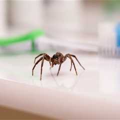 Protecting Your Investment: The Importance Of Hiring A Professional Mosquito Control Service Before ..