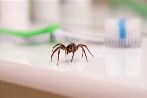 Protecting Your Investment: The Importance Of Hiring A Professional Mosquito Control Service Before ..