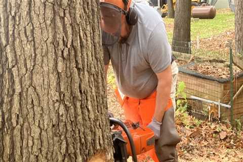 Healthy Trees, Higher Value: The Role Of Tree Pruning Services In Kalamazoo Home Appraisals