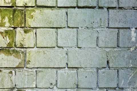 Enhance Your Green Home with Expert Mold Remediation