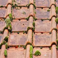 Enhance Curb Appeal with Roof Cleaning in Vancouver