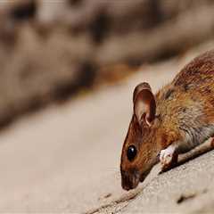 Ensure Market-Ready Homes with Expert Rodent Control