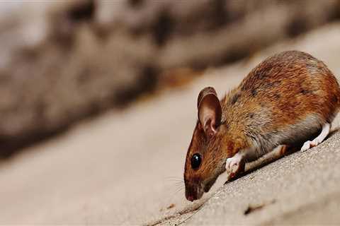 Ensure Market-Ready Homes with Expert Rodent Control