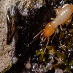 Home Remodel Projects in Fayetteville, GA: Why a Termite Exterminator Should Be Part of Your Plan