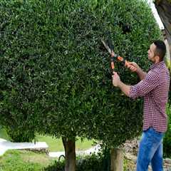 Enhance Curb Appeal with Professional Tree Trimming in Damascus