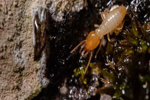 Home Remodel Projects in Fayetteville, GA: Why a Termite Exterminator Should Be Part of Your Plan