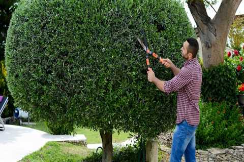 Enhance Curb Appeal with Professional Tree Trimming in Damascus