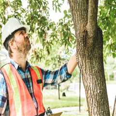 Protect Your Timber Frame Home with Expert Tree Inspection