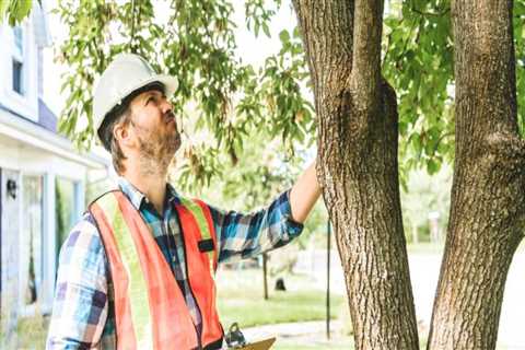 Protect Your Timber Frame Home with Expert Tree Inspection